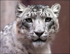 Apple posts Snow Leopard Font Update