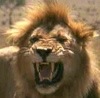 Lion users may be able to get an USB recovery drive