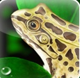 Virtual Frog Dissection app donated by PETA to save frogs