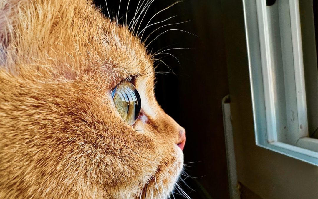 Apple wants you to share your best macro photos in its ‘Shot on iPhone Challenge’