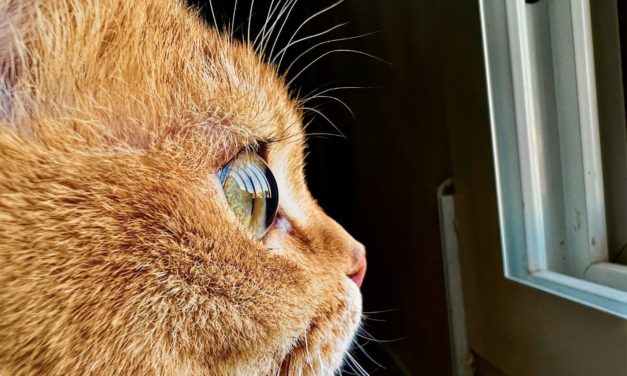 Apple wants you to share your best macro photos in its ‘Shot on iPhone Challenge’