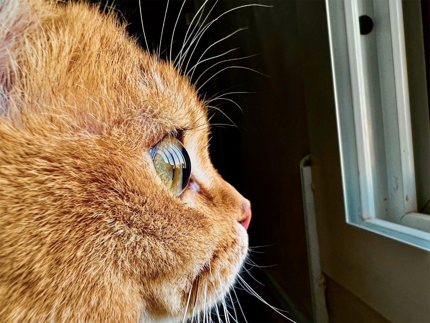 Apple wants you to share your best macro photos in its 'Shot on iPhone Challenge' - Vimarsana News