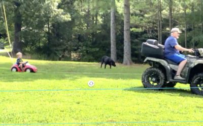 Review: VEED is a simple, free online video editor