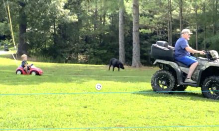 Review: VEED is a simple, free online video editor