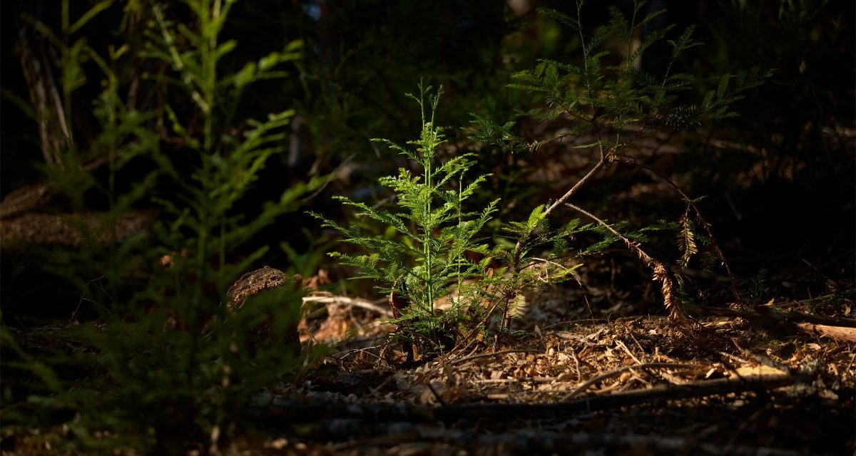 Apple launches new project to protect and restore California redwood forest