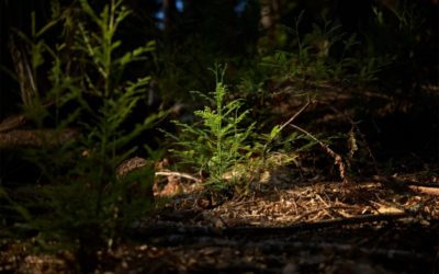 Apple launches new project to protect and restore California redwood forest